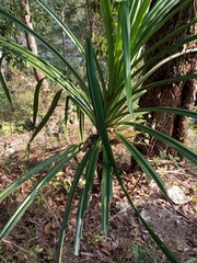 Pandanus furcatus
