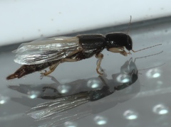 Pinophilus