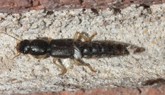 Pinophilus