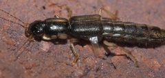 Pinophilus