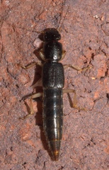 Pinophilus