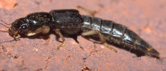 Pinophilus
