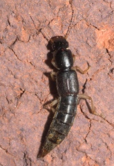 Pinophilus