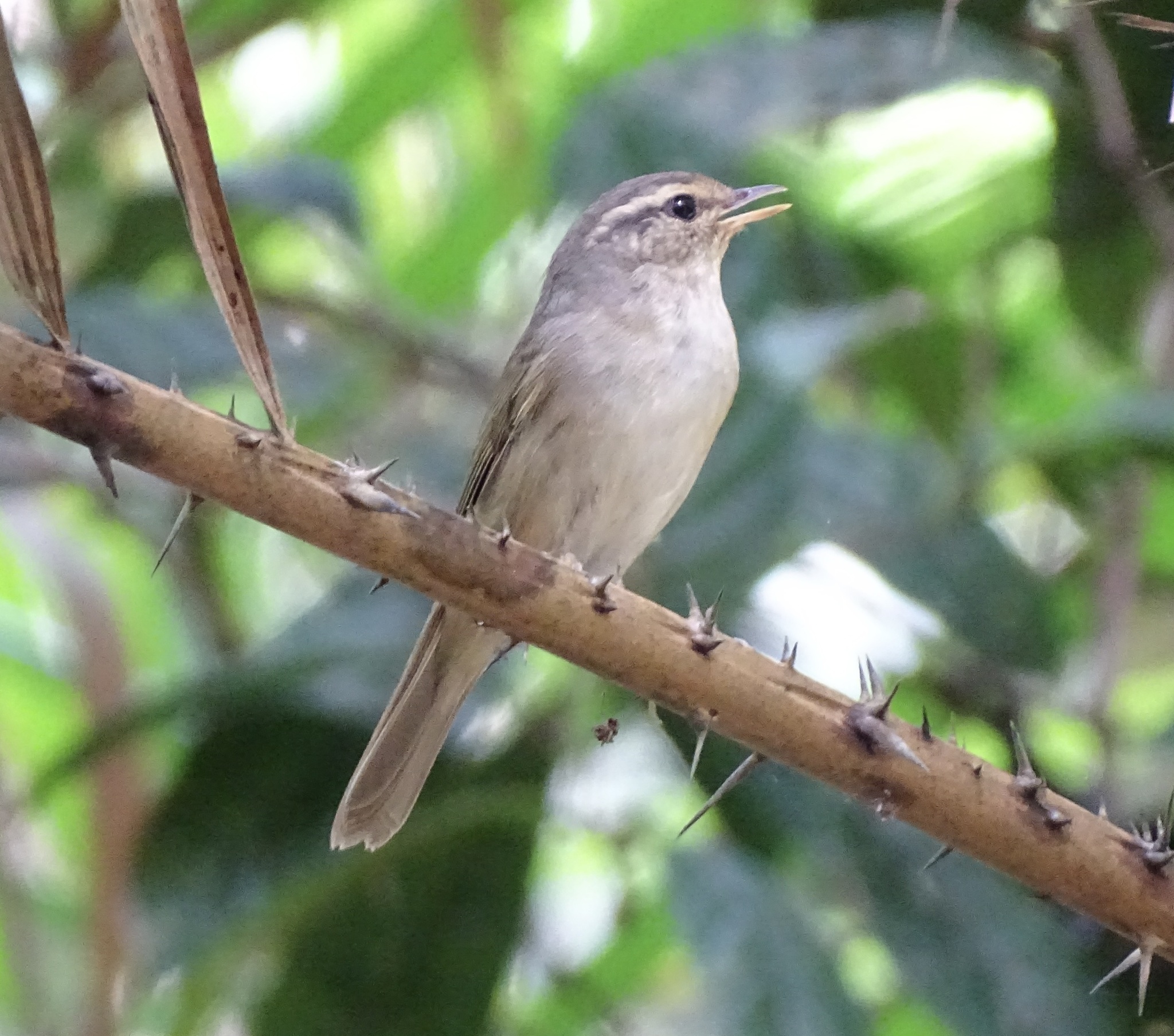 Radde's Warbler (Phylloscopus schwarzi), photo 5