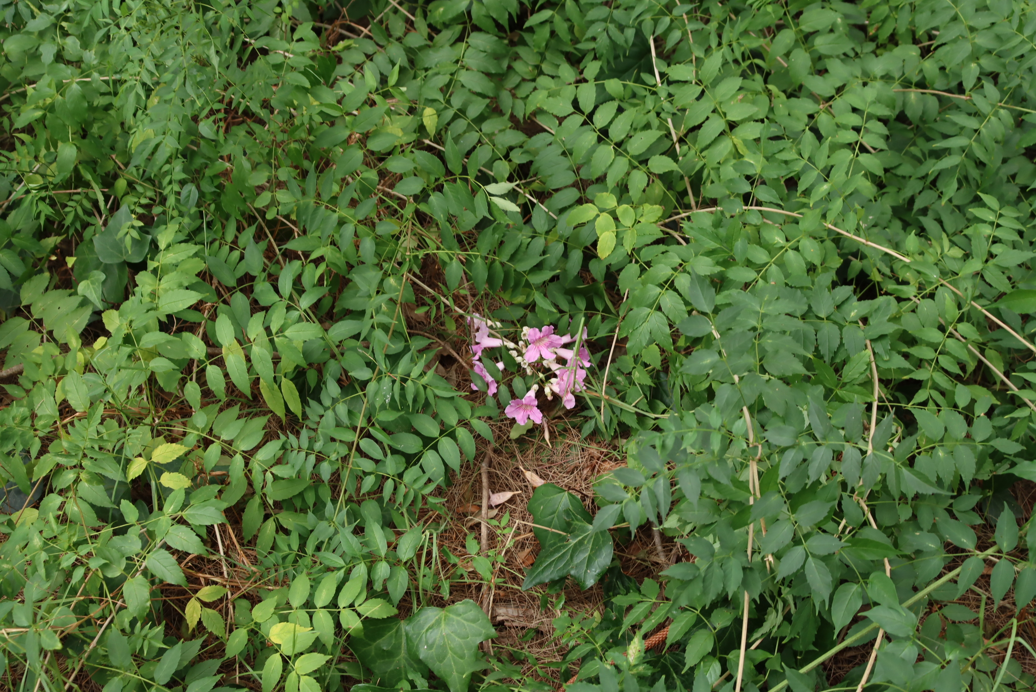 Pink Trumpet Vine (Podranea ricasoliana)
