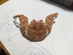 Grapsus adscensionis