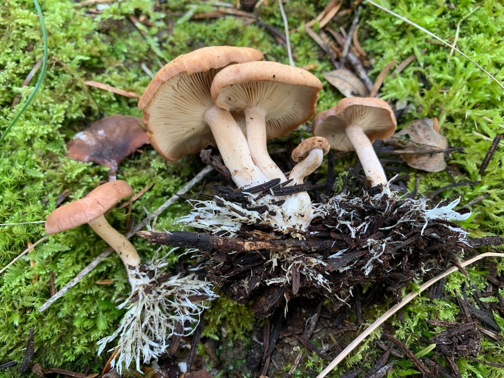 Rhizocybe vermicularis · March 2026 · photo: © manuela9012 (iNaturalist, cc-by)