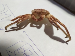 Grapsus adscensionis