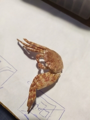 Grapsus adscensionis