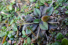 Plantago raoulii