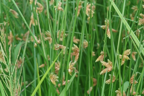 rock bulrush (Schoenoplectiella juncoides)