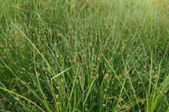 (c) 如此甚好, some rights reserved (CC BY) Schoenoplectiella juncoides, photograph (c) 如此甚好, some rights reserved (CC BY)