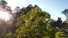 Podachaenium eminens