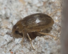 Berosus exiguus