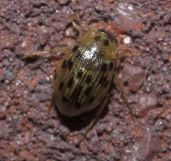 Berosus pantherinus