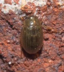 Berosus exiguus