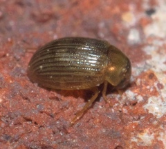 Berosus exiguus
