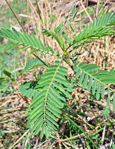 Sesbania sericea observed 2026-03-19