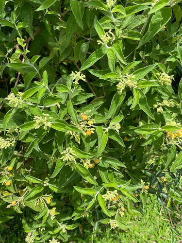 butterberry