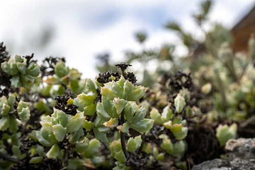 Oscularia deltoides (Oscularia deltoides)