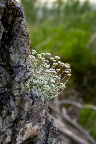 Crassula biplanata