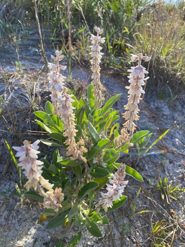Florida Lupine (Lupinus floridanus)