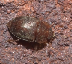 Epuraea rufa