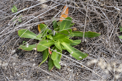 Flat Leaffig (Skiatophytum tripolium)