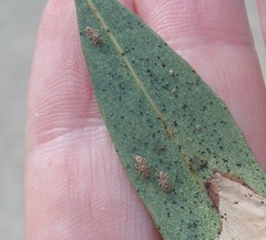 Thaumastocoris peregrinus