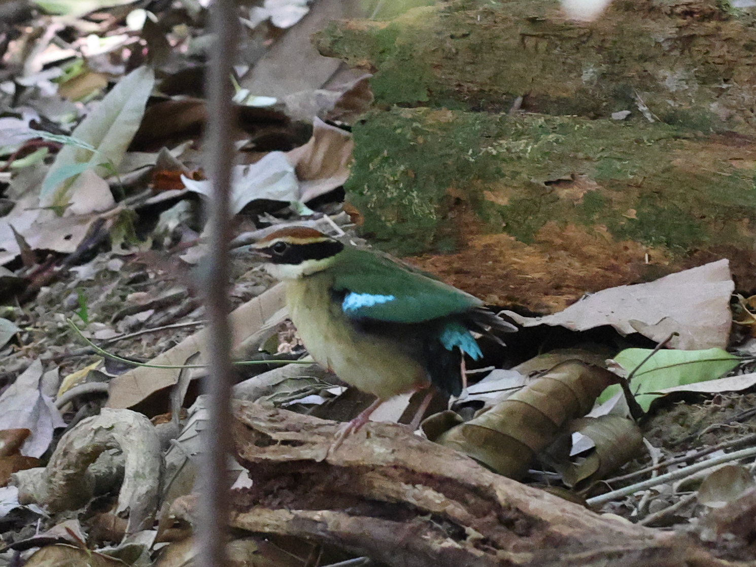 Fairy Pitta (Pitta nympha), photo 9