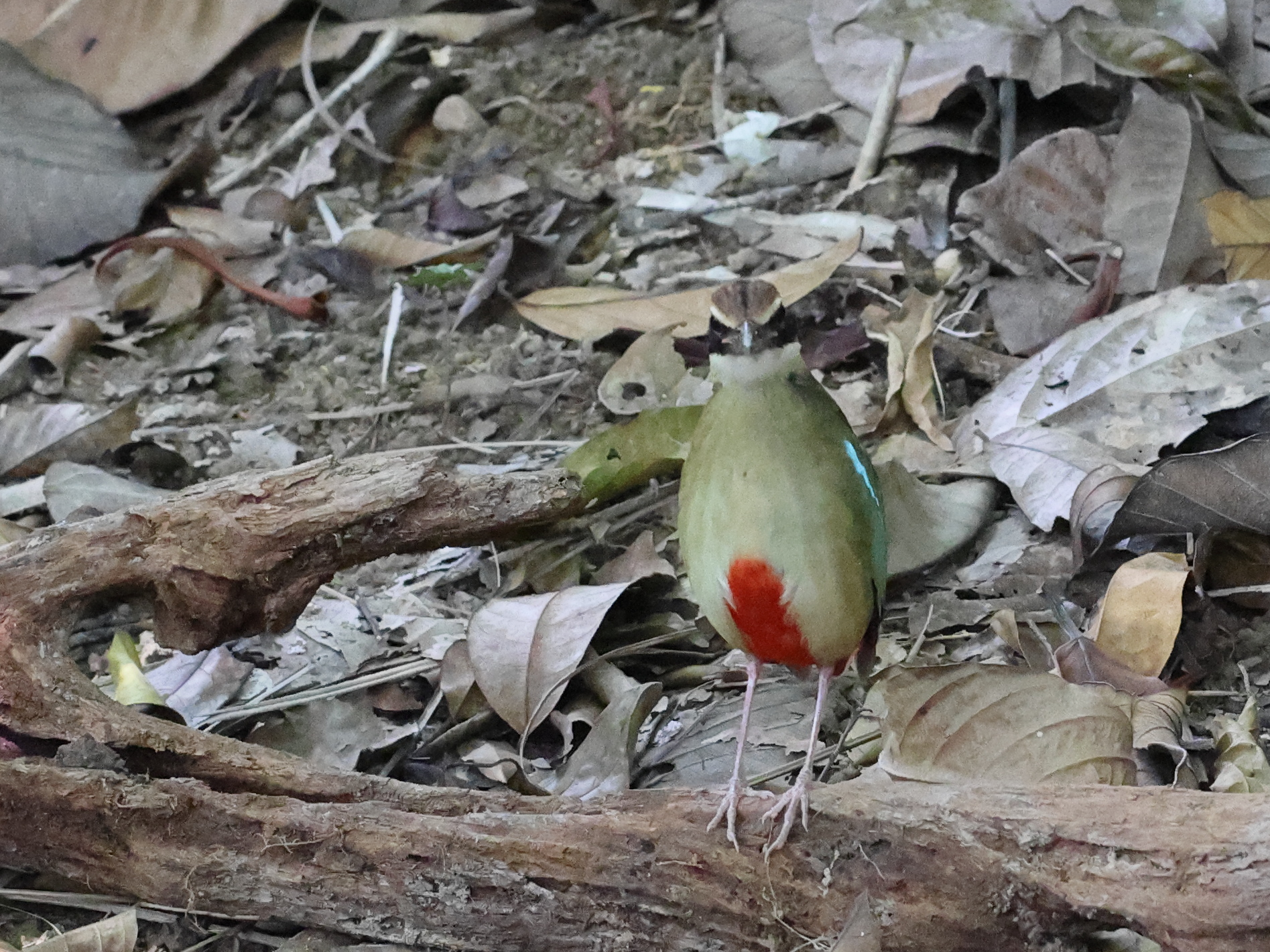 Fairy Pitta (Pitta nympha), photo 10