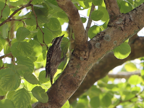 Sunda Pygmy Woodpecker (Yungipicus moluccensis), photo 2