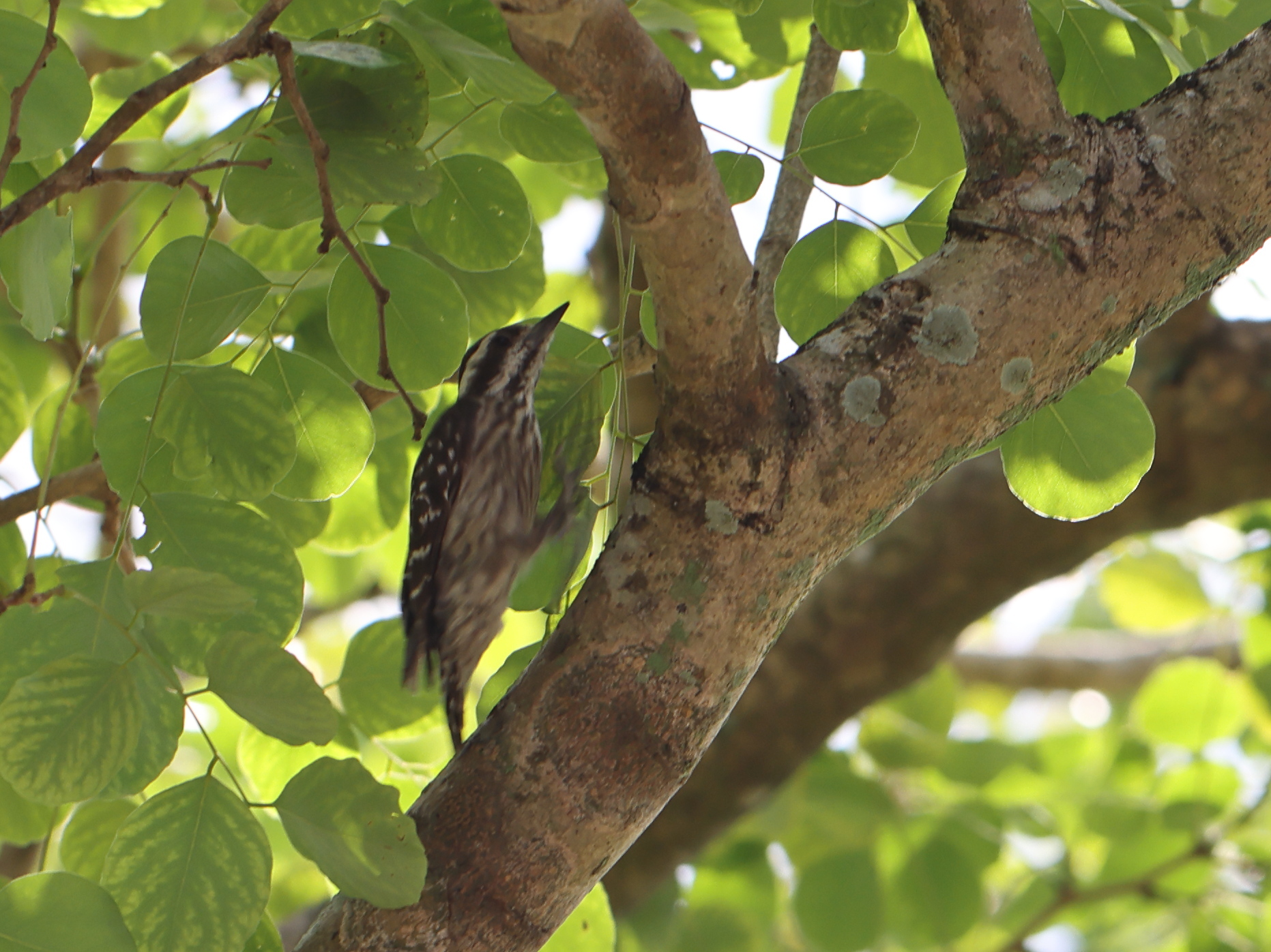 Sunda Pygmy Woodpecker (Yungipicus moluccensis), photo 2