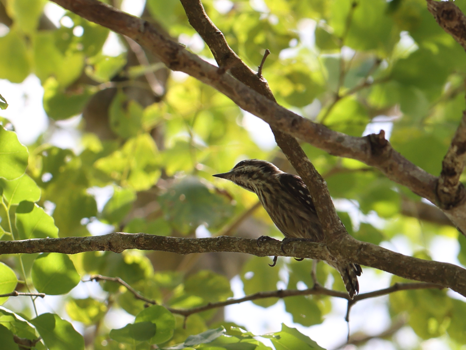 Sunda Pygmy Woodpecker (Yungipicus moluccensis), photo 4