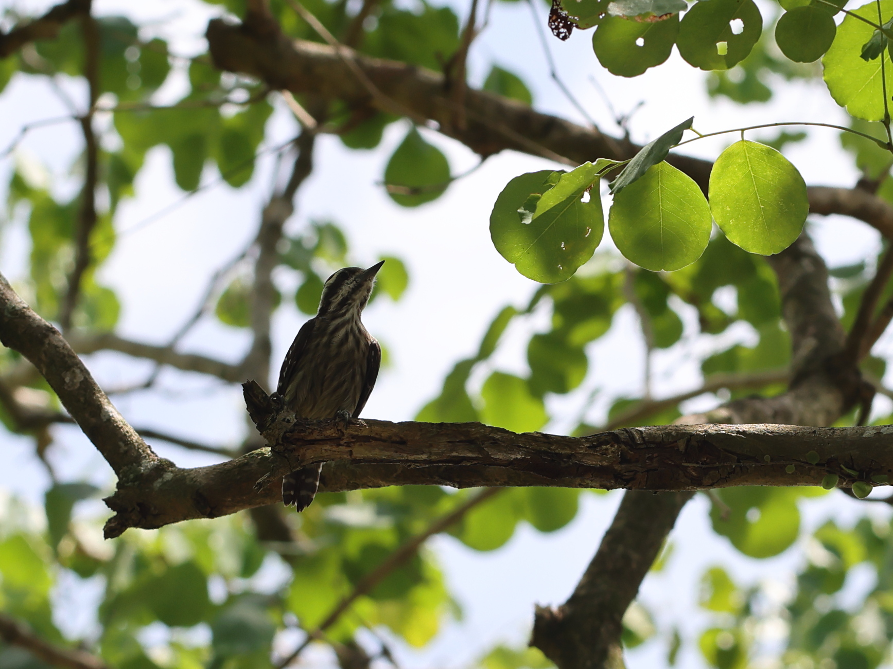 Sunda Pygmy Woodpecker (Yungipicus moluccensis), photo 3