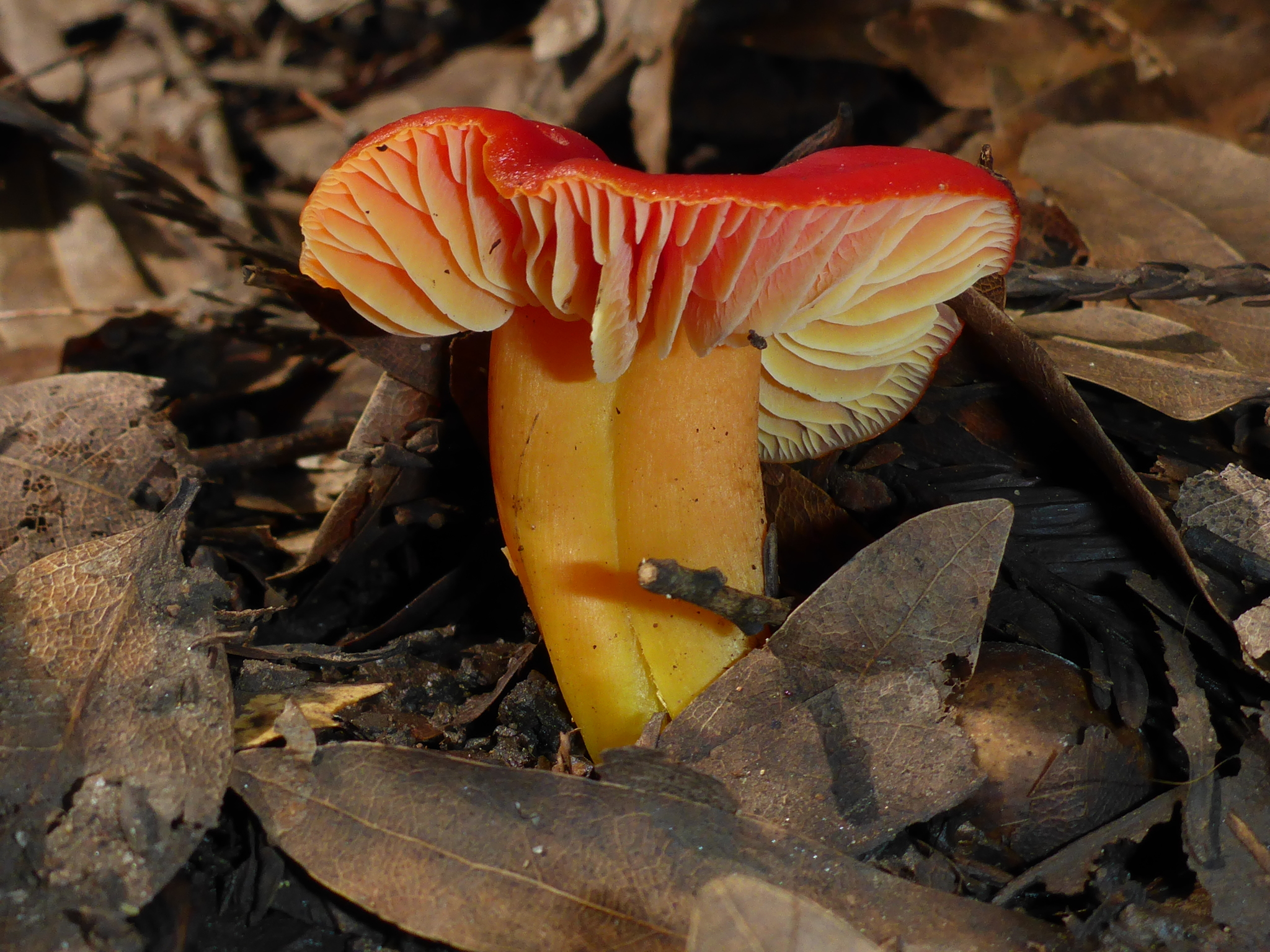 Hygrocybe laetissima image