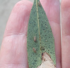 Thaumastocoris peregrinus