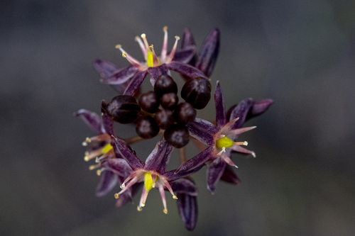 Drimia salteri
