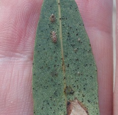 Thaumastocoris peregrinus