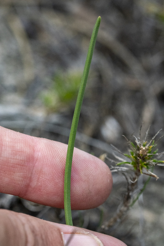Drimia salteri