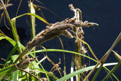 Carex trifida