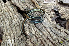 Thamnophis proximus proximus