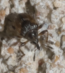 Nanodactylus obesulus