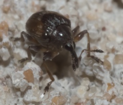 Nanodactylus obesulus
