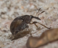 Nanodactylus obesulus