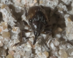 Nanodactylus obesulus
