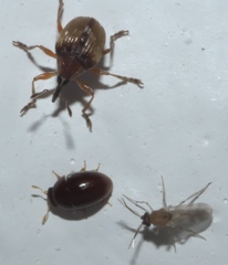 Nanodactylus obesulus