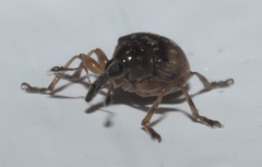 Nanodactylus obesulus