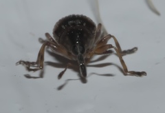 Nanodactylus obesulus