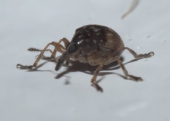 Nanodactylus obesulus